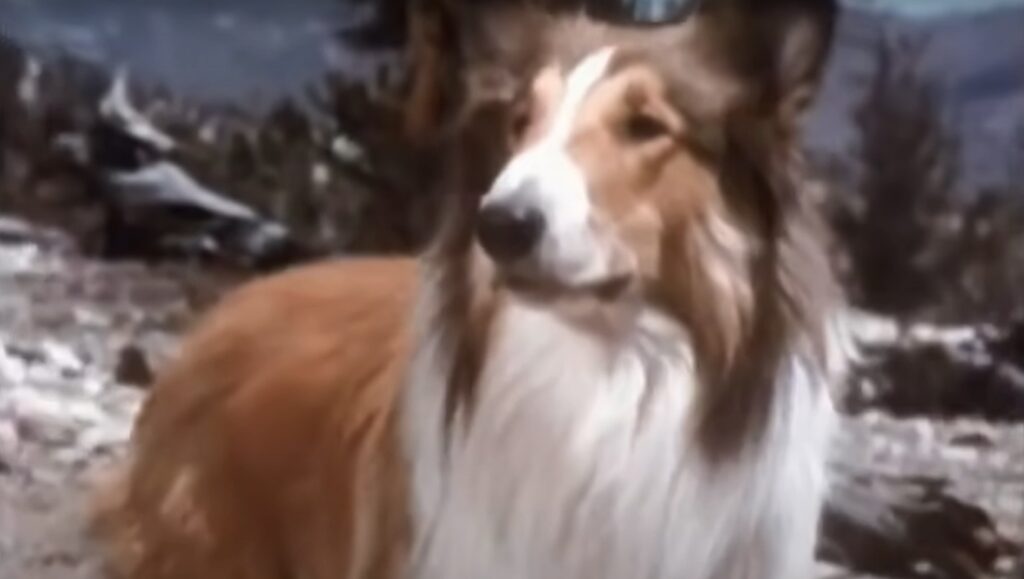 what happened to the dog that played lassie