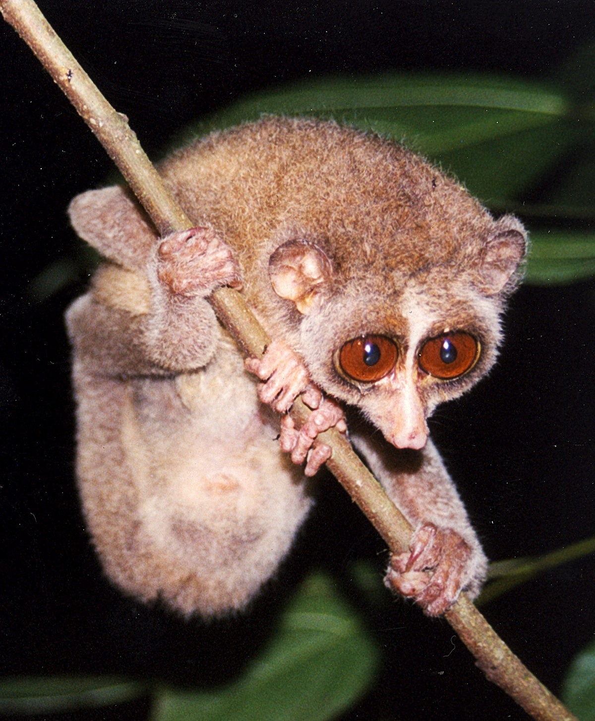 An image of a Loris